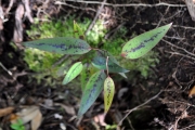 <strong>Smilacaceae - Smilax anceps - Willd.</strong><br />© Sarrailh Jean-Michel / CIRAD