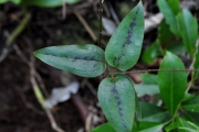 <strong>Smilacaceae - Smilax anceps - Willd.</strong><br />© Sarrailh Jean-Michel / CIRAD