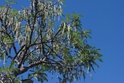 <strong>Fabaceae - Sophora denudata - Bory</strong><br />© Sarrailh Jean-Michel / CIRAD