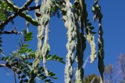 <strong>Fabaceae - Sophora denudata - Bory</strong><br />© Sarrailh Jean-Michel / CIRAD