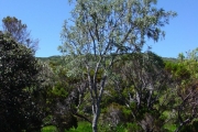 <strong>Fabaceae - Sophora denudata - Bory</strong><br />© Sarrailh Jean-Michel / CIRAD
