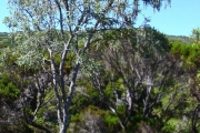 <strong>Fabaceae - Sophora denudata - Bory</strong><br />© Sarrailh Jean-Michel / CIRAD