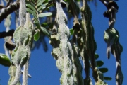 <strong>Fabaceae - Sophora denudata - Bory</strong><br />© Sarrailh Jean-Michel / CIRAD