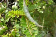 <strong>Fabaceae - Sophora denudata - Bory</strong><br />© Baret Stéphane