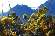 <strong>Fabaceae - Sophora denudata - Bory</strong><br />© Sarrailh Jean-Michel / CIRAD