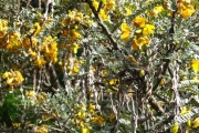 <strong>Fabaceae - Sophora denudata - Bory</strong><br />© Sarrailh Jean-Michel / CIRAD