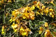 <strong>Fabaceae - Sophora denudata - Bory</strong><br />© Sarrailh Jean-Michel / CIRAD