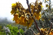 <strong>Fabaceae - Sophora denudata - Bory</strong><br />© Sarrailh Jean-Michel / CIRAD