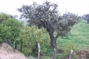<strong>Fabaceae - Sophora denudata - Bory</strong><br />© Sarrailh Jean-Michel / CIRAD