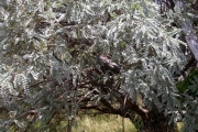 <strong>Fabaceae - Sophora denudata - Bory</strong><br />© Sarrailh Jean-Michel / CIRAD