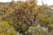 <strong>Fabaceae - Sophora denudata - Bory</strong><br />© Sarrailh Jean-Michel / CIRAD