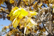 <strong>Fabaceae - Sophora denudata - Bory</strong><br />© Sarrailh Jean-Michel / CIRAD