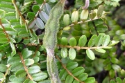 <strong>Fabaceae - Sophora denudata - Bory</strong><br />© Baret Stéphane
