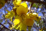 <strong>Fabaceae - Sophora denudata - Bory</strong><br />© Perroud Annaïg