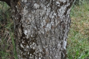 <strong>Fabaceae - Sophora denudata - Bory</strong><br />© Sarrailh Jean-Michel / CIRAD