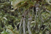 <strong>Fabaceae - Sophora denudata - Bory</strong><br />© Sarrailh Jean-Michel / CIRAD