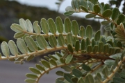 <strong>Fabaceae - Sophora denudata - Bory</strong><br />© Sarrailh Jean-Michel / CIRAD