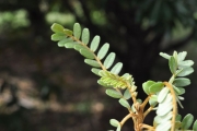 <strong>Fabaceae - Sophora denudata - Bory</strong><br />© Sarrailh Jean-Michel / CIRAD