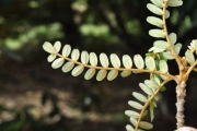 <strong>Fabaceae - Sophora denudata - Bory</strong><br />© Sarrailh Jean-Michel / CIRAD