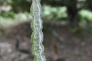 <strong>Fabaceae - Sophora denudata - Bory</strong><br />© Sarrailh Jean-Michel / CIRAD