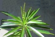 <strong>Euphorbiaceae - Stillingia lineata - (Lam.) Müll.Arg.</strong><br />© Sarrailh Jean-Michel / CIRAD