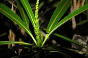 <strong>Euphorbiaceae - Stillingia lineata - (Lam.) Müll.Arg.</strong><br />© Sarrailh Jean-Michel / CIRAD
