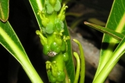 <strong>Euphorbiaceae - Stillingia lineata - (Lam.) Müll.Arg.</strong><br />© Sarrailh Jean-Michel / CIRAD