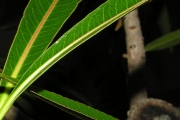 <strong>Euphorbiaceae - Stillingia lineata - (Lam.) Müll.Arg.</strong><br />© Sarrailh Jean-Michel / CIRAD