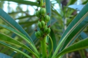 <strong>Euphorbiaceae - Stillingia lineata - (Lam.) Müll.Arg.</strong><br />© Baret Stéphane