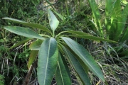 <strong>Euphorbiaceae - Stillingia lineata - (Lam.) Müll.Arg.</strong><br />© Sarrailh Jean-Michel / CIRAD