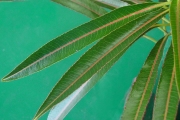 <strong>Euphorbiaceae - Stillingia lineata - (Lam.) Müll.Arg.</strong><br />© Sarrailh Jean-Michel / CIRAD