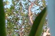 <strong>Euphorbiaceae - Stillingia lineata - (Lam.) Müll.Arg.</strong><br />© Baret Stéphane