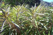 <strong>Euphorbiaceae - Stillingia lineata - (Lam.) Müll.Arg.</strong><br />© Perroud Annaïg