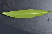 <strong>Euphorbiaceae - Stillingia lineata - (Lam.) Müll.Arg.</strong><br />© Sarrailh Jean-Michel / CIRAD