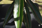 <strong>Euphorbiaceae - Stillingia lineata - (Lam.) Müll.Arg.</strong><br />© Sarrailh Jean-Michel / CIRAD