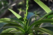 <strong>Euphorbiaceae - Stillingia lineata - (Lam.) Müll.Arg.</strong><br />© Sarrailh Jean-Michel / CIRAD