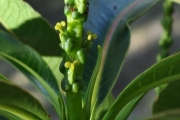 <strong>Euphorbiaceae - Stillingia lineata - (Lam.) Müll.Arg.</strong><br />© Sarrailh Jean-Michel / CIRAD