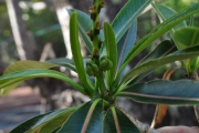 <strong>Euphorbiaceae - Stillingia lineata - (Lam.) Müll.Arg.</strong><br />© Sarrailh Jean-Michel / CIRAD