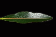 <strong>Euphorbiaceae - Stillingia lineata - (Lam.) Müll.Arg.</strong><br />© Sarrailh Jean-Michel / CIRAD