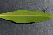 <strong>Euphorbiaceae - Stillingia lineata - (Lam.) Müll.Arg.</strong><br />© Sarrailh Jean-Michel / CIRAD