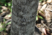 <strong>Euphorbiaceae - Stillingia lineata - (Lam.) Müll.Arg.</strong><br />© Sarrailh Jean-Michel / CIRAD