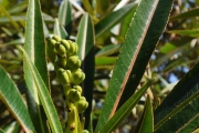 <strong>Euphorbiaceae - Stillingia lineata - (Lam.) Müll.Arg.</strong><br />© Sarrailh Jean-Michel / CIRAD