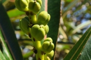<strong>Euphorbiaceae - Stillingia lineata - (Lam.) Müll.Arg.</strong><br />© Sarrailh Jean-Michel / CIRAD