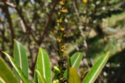 <strong>Euphorbiaceae - Stillingia lineata - (Lam.) Müll.Arg.</strong><br />© Sarrailh Jean-Michel / CIRAD