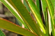<strong>Euphorbiaceae - Stillingia lineata - (Lam.) Müll.Arg.</strong><br />© Sarrailh Jean-Michel / CIRAD