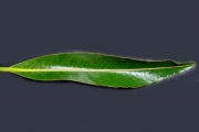 <strong>Euphorbiaceae - Stillingia lineata - (Lam.) Müll.Arg.</strong><br />© Sarrailh Jean-Michel / CIRAD