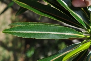 <strong>Euphorbiaceae - Stillingia lineata - (Lam.) Müll.Arg.</strong><br />© Sarrailh Jean-Michel / CIRAD