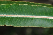<strong>Euphorbiaceae - Stillingia lineata - (Lam.) Müll.Arg.</strong><br />© Sarrailh Jean-Michel / CIRAD