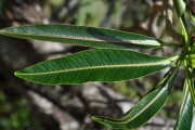 <strong>Euphorbiaceae - Stillingia lineata - (Lam.) Müll.Arg.</strong><br />© Sarrailh Jean-Michel / CIRAD