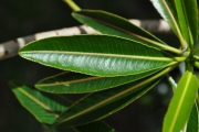 <strong>Euphorbiaceae - Stillingia lineata - (Lam.) Müll.Arg.</strong><br />© Sarrailh Jean-Michel / CIRAD